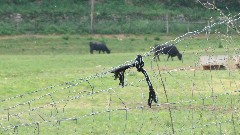 cows; Virginia Creeper Trail
