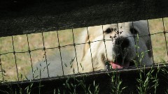 dog; Virginia Creeper Trail, VA