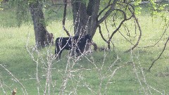 cows; Virginia Creeper Trail, VA