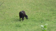 cow; Virginia Creeper Trail, VA