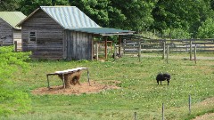 horse; Virginia Creeper Trail, VA