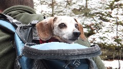 Hershey dog; Watkins Glen