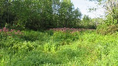 West Hill Nature Preserve