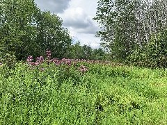 West Hill Nature Preserve