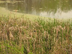 Hiking; Erie Canal; Palymra