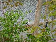 Hiking; Erie Canal; Palymra; Goose bird