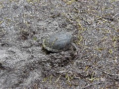 Mother turtle laying eggs; Erie Canal Trail Palymra