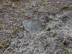 Mother turtle laying eggs; Erie Canal Trail Palymra