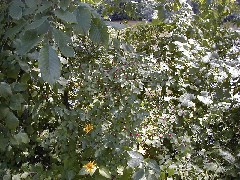 Hiking Erie Canal Palymra flowers