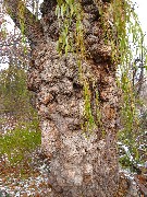 Erie Canal Day Trip; Weird tree; rotated