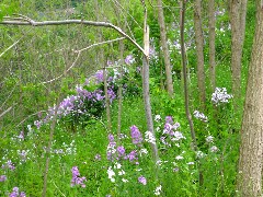 Hiking; Erie Canal; Rochester; flowers