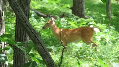 deer; FLT; Branch Trails; B-01