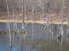 FLT Beaver Pond