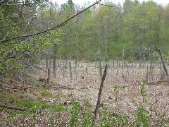 Hiking; NCT; FLT; B-01; Beaver Pond