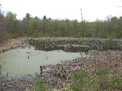 Hiking; NCT; FLT; B-01; Beaver Pond