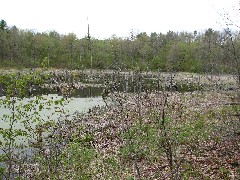 Hiking; NCT; FLT; B-01; Beaver Pond