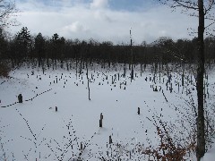 Beaver Pond; FLT NCT FLT B-01 snow