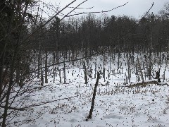 Beaver Pond; FLT NCT FLT B-01 snow