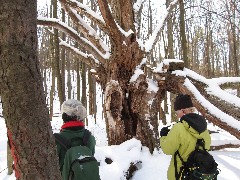 Ruth Bennett McDougal Dorrough; Lyn Jacobs; Hiking; NCT; FLT; B-01; Old Tree