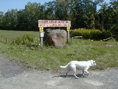 Bristol the dog; Camp Cutler Hiking FLT B-02