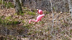 Pink Flamingos; FLT; Branch Trails; B-03