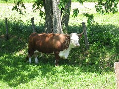 CT-03 Conservation Trail Hiking; Bull Cow