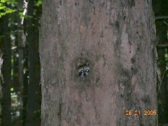 Raccoon peering out of hole in tree