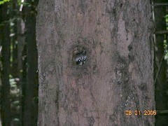 Raccoon peering out of hole in tree