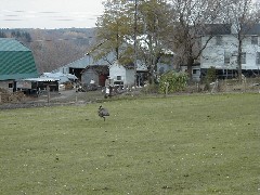 CT07 Conservation Trail Hiking; ostrich