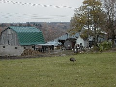 CT07 Conservation Trail Hiking; ostrich