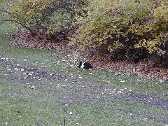 CT07 Conservation Trail Hiking; bunny rabbit