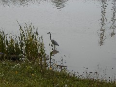 CT11 Conservation Trail Hiking Heron