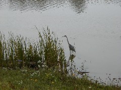 CT11 Conservation Trail Hiking Heron