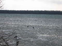 CT12 Conservation Trail Hiking Niagara River ducks