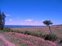 near the Interloken Trail