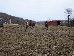 FLT NCT Hiking Onandaga Trail Horses