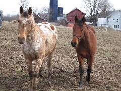 FLT NCT Hiking Horses