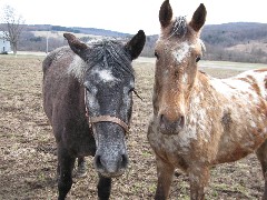 FLT NCT Hiking Onandaga Trail Horses