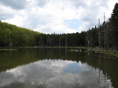 Spruce Pond; Onandaga Trail FLT NCT Hiking