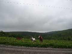 horses; onandaga trail