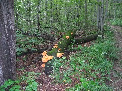 Moss Lichens; Onandaga Trail; FLT NCT Hiking