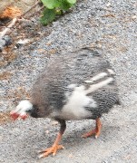 Chicken in the road