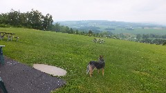 Lucille or Adelaide (dog); view from Visitor s Center at Highland Forest County Park