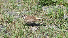 grouse (bird); Onandaga Trail; NCT; FLT; O-02