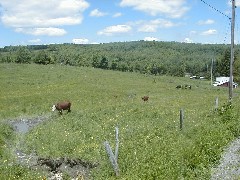 Hiking NCT FLT M23 cows