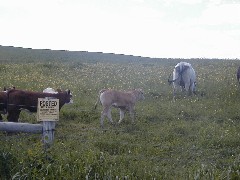 Hiking NCT FLT M23 cows