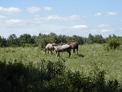 Hiking NCT FLT M24 horses