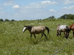 Hiking NCT FLT M24 horses