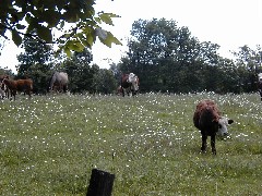 Hiking NCT FLT M24 cows