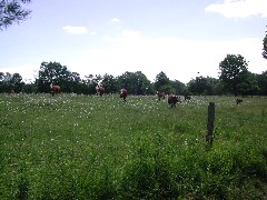 Hiking FLT M25 cows